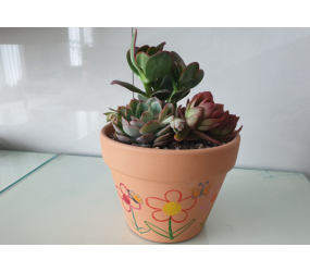 다육심기체험(소)