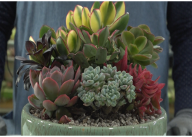 다육심기체험(대)