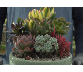 다육심기체험(대)