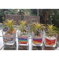 유리 속 작은 정원 만들기