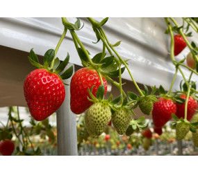 [현장체험] 딸기수확체험