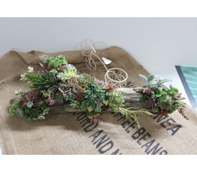 [현장체험] 다육심기체험