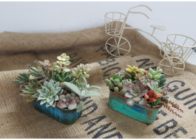 [현장체험] 다육아트공예 체험